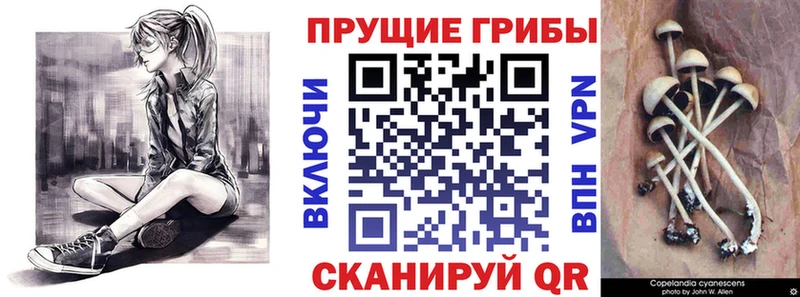 Купить закладки  Закаменск  Псилоцибиновые грибы Psilocybine cubensis 